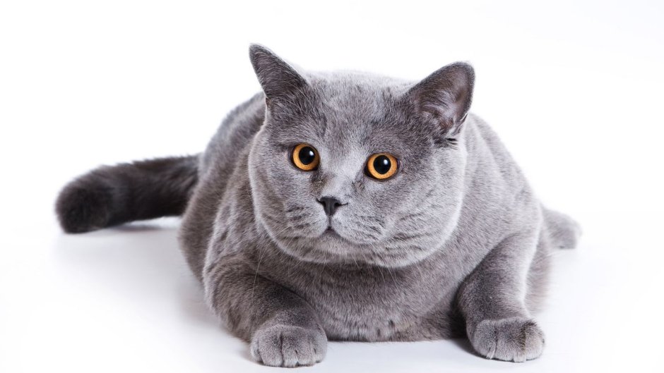 Карточки Домана кошка