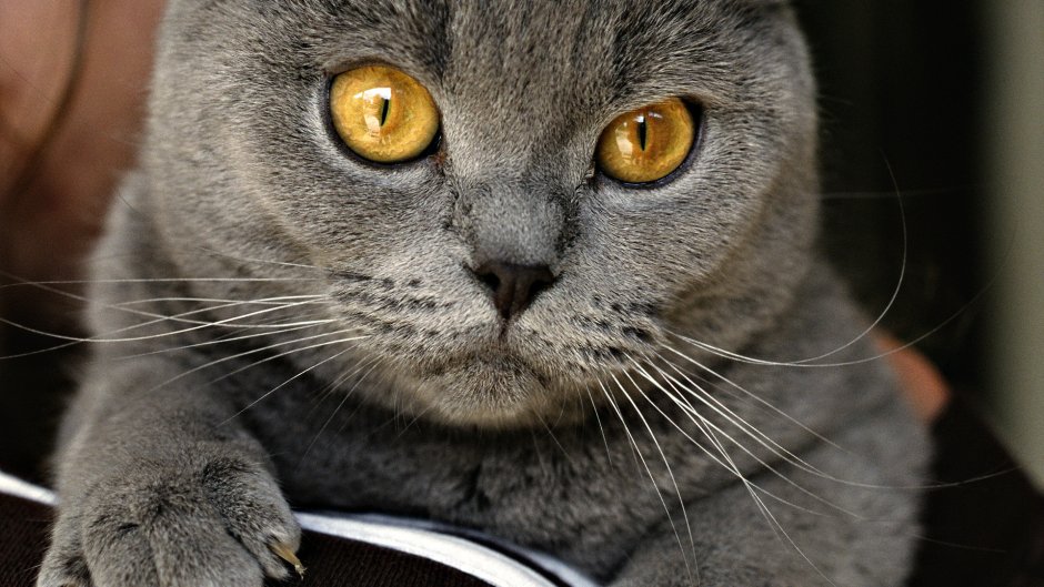 Скоттиш шартрез