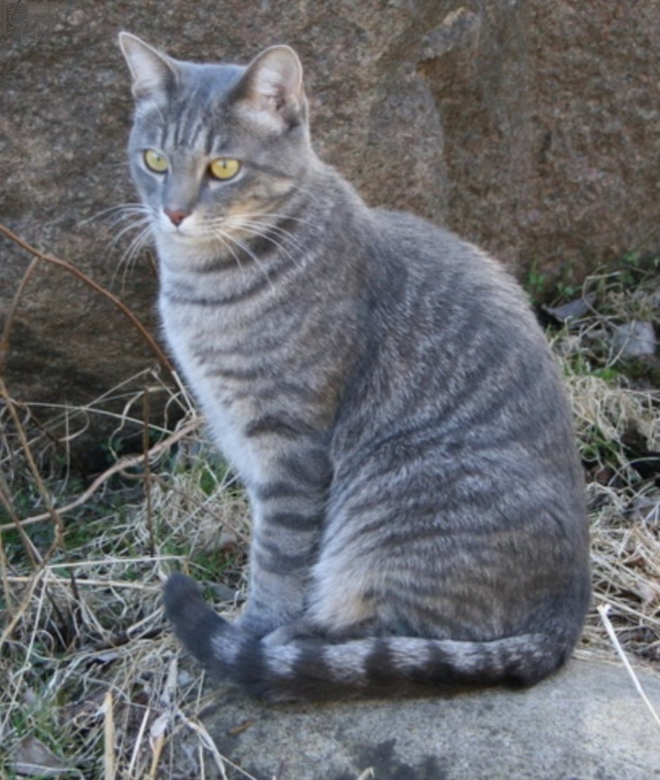 Шартрез кот полосатый