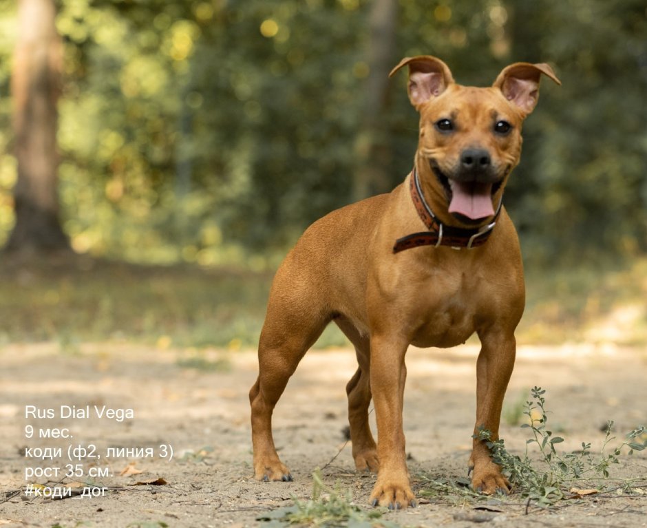 Коди дог порода собак