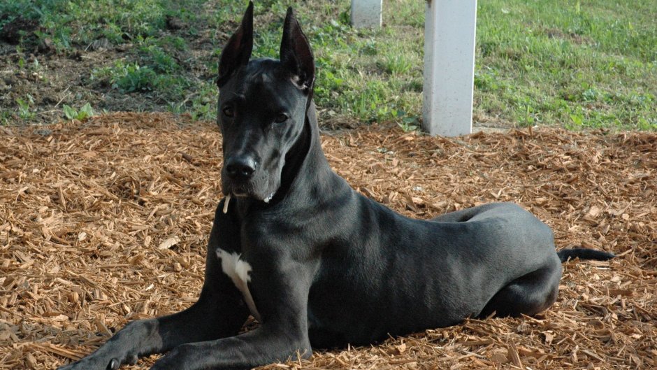 Порода собак Далматин