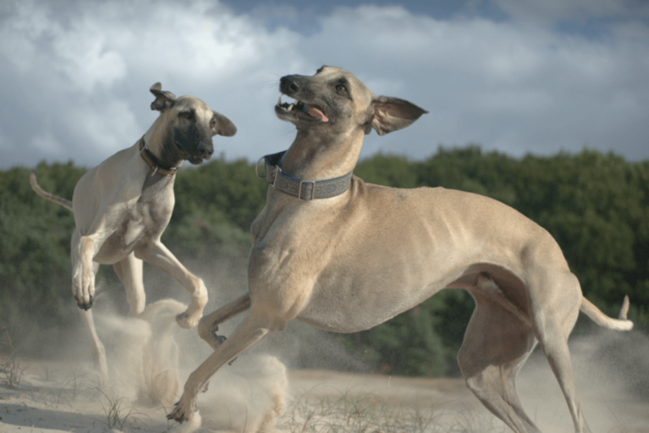 Слюги собака