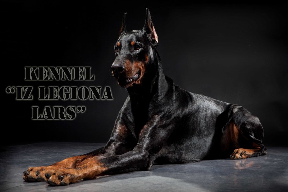 Собака Доберман