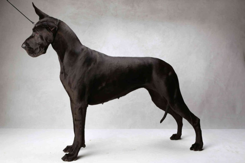 Немецкий дог сзади
