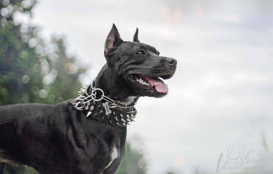 Стаффордширский терьер черн