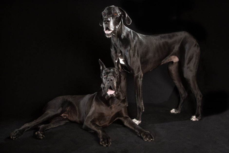 Дог Королевский черный и Доберман