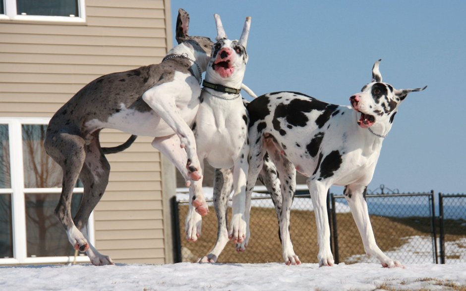 Собаки породы немецкий дог