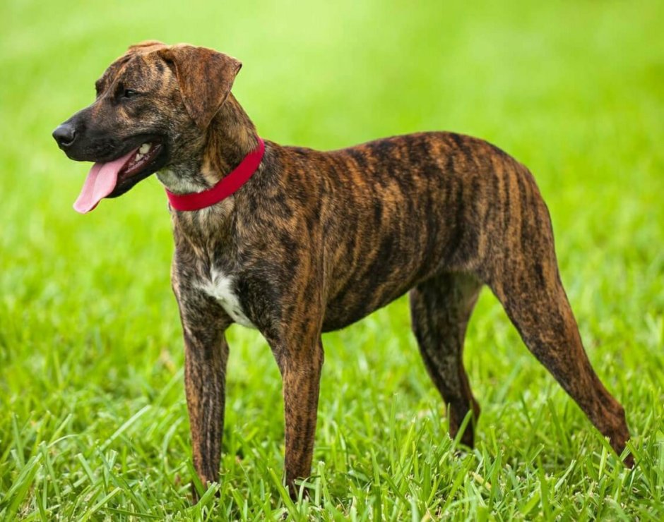 Стаффордширский терьер тигровый