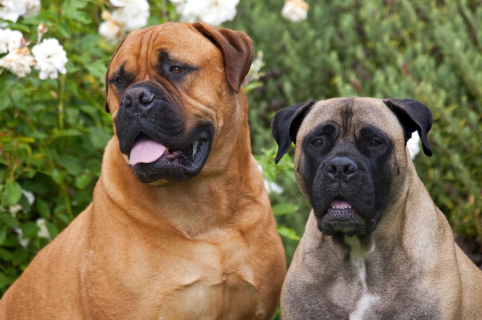 Собака охранник породы Бульмастиф