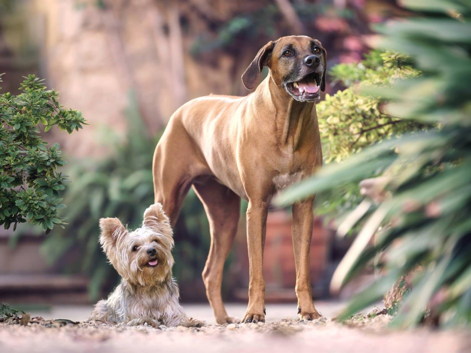 Родезийский терьер
