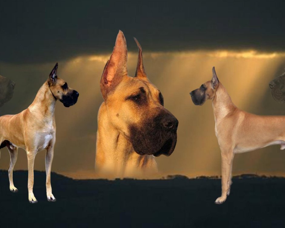 Немецкий дог