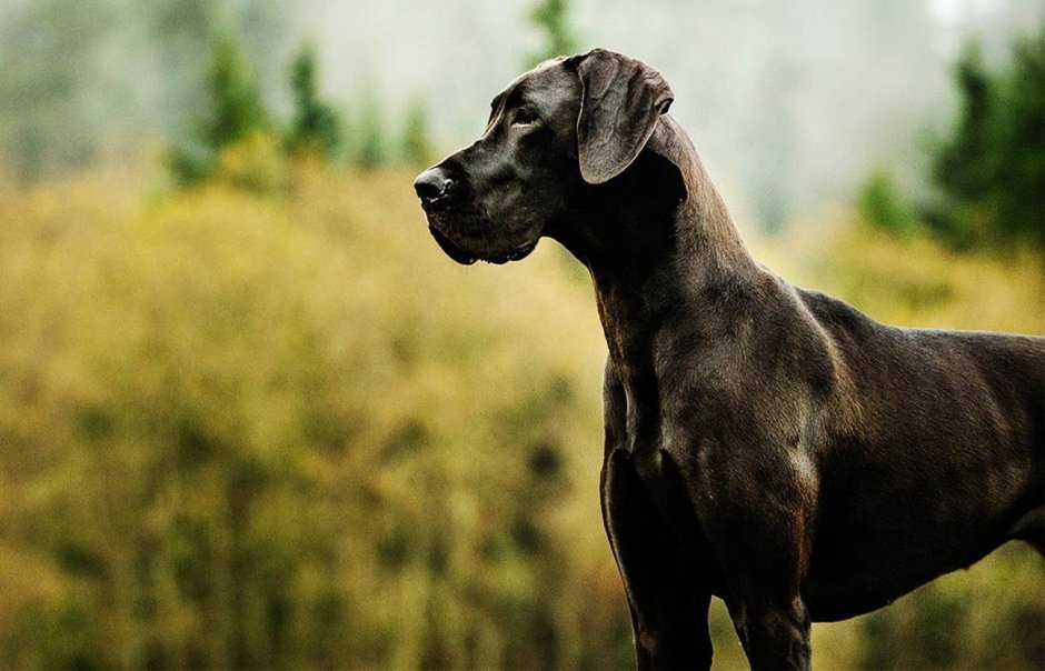 Немецкий дог на рабочий стол