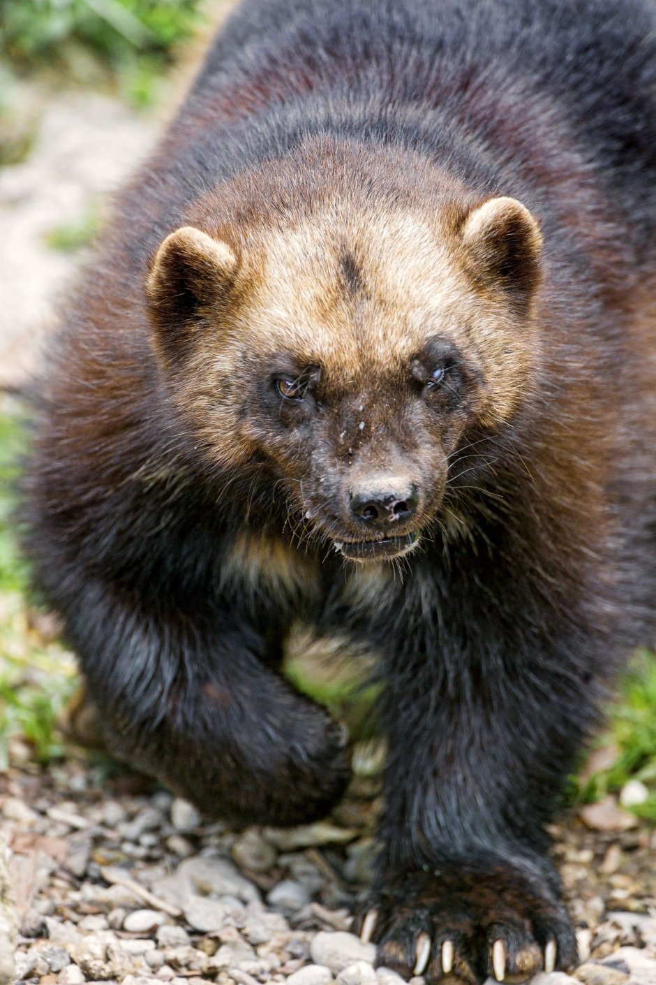 Росомаха (Gulo Gulo)