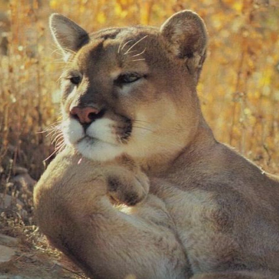 Гордые животные