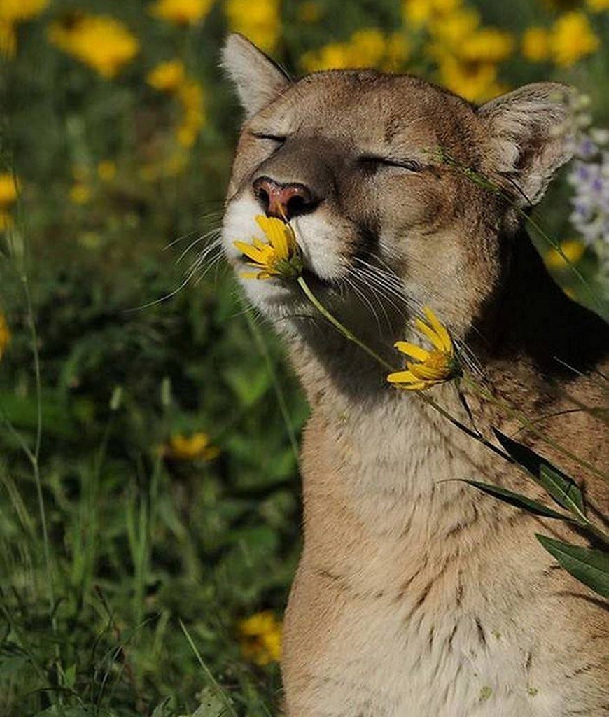 Цветы и животные