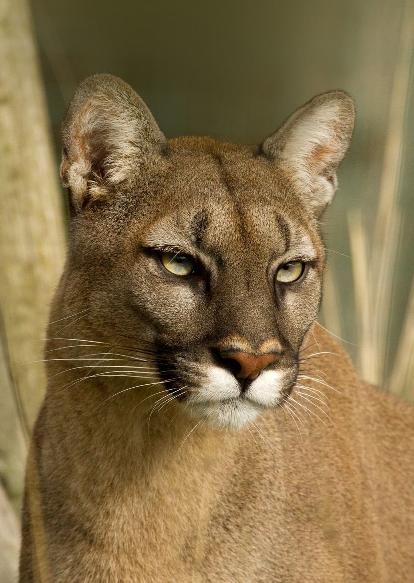 Животные Пума