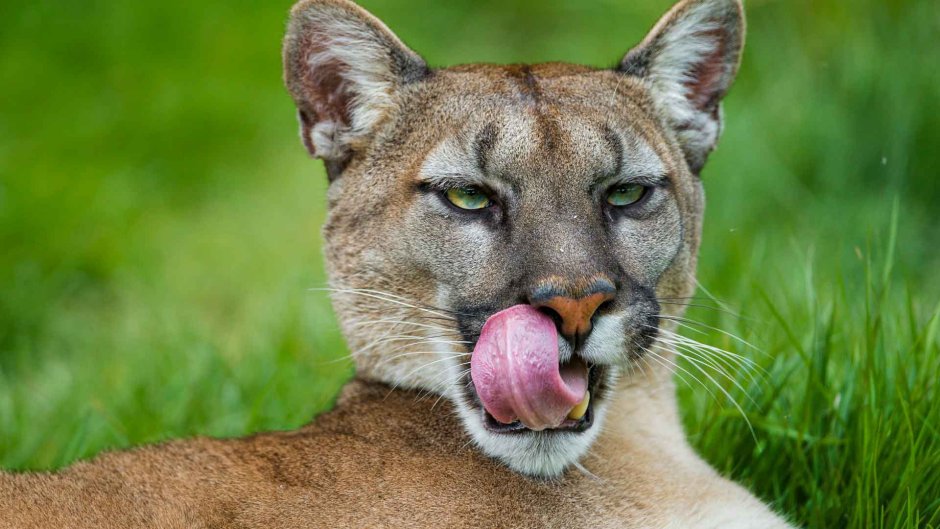 Стоун Кугуар