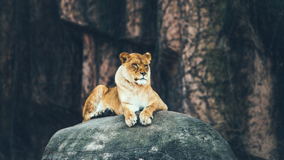 Гордая львица