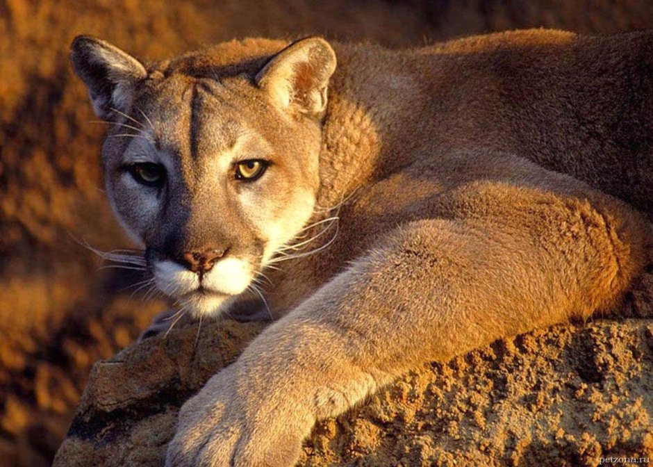 Красивые Дикие животные