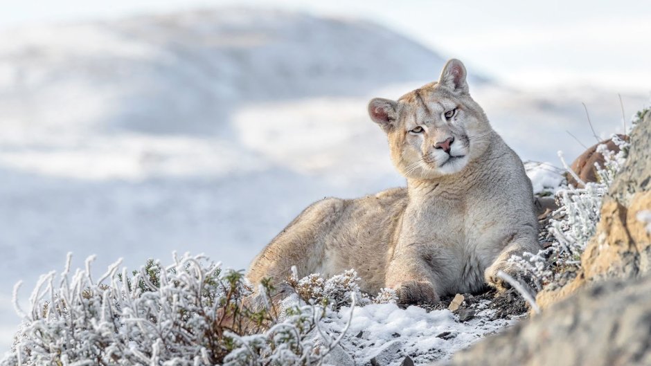 Горный тигр Пума