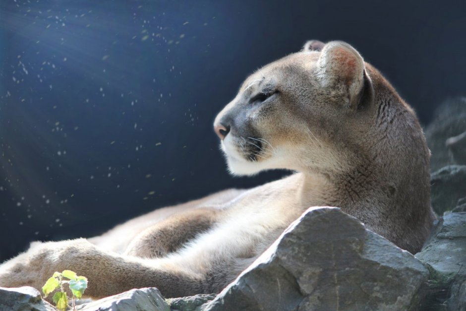 Белая Пума животное