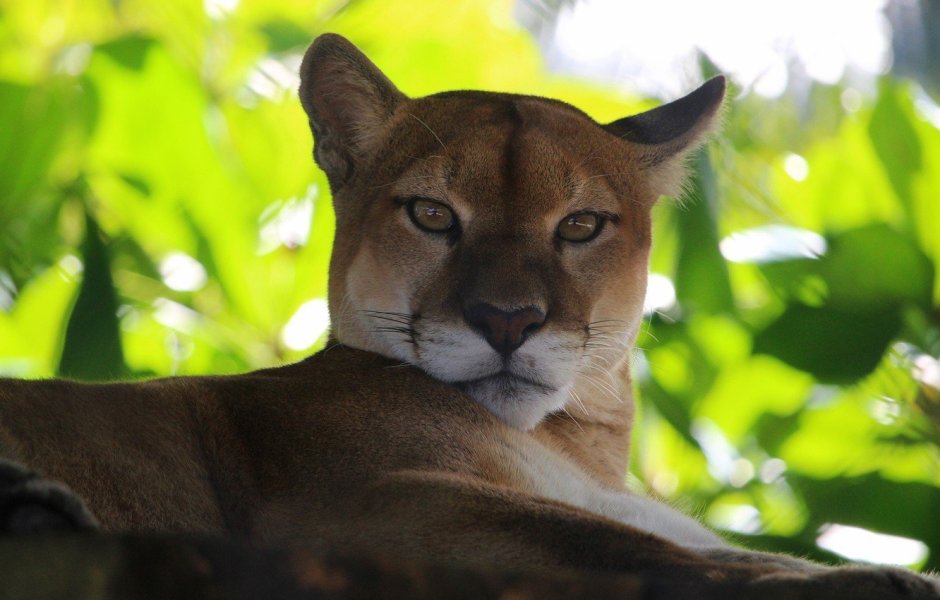 Пума Камерун