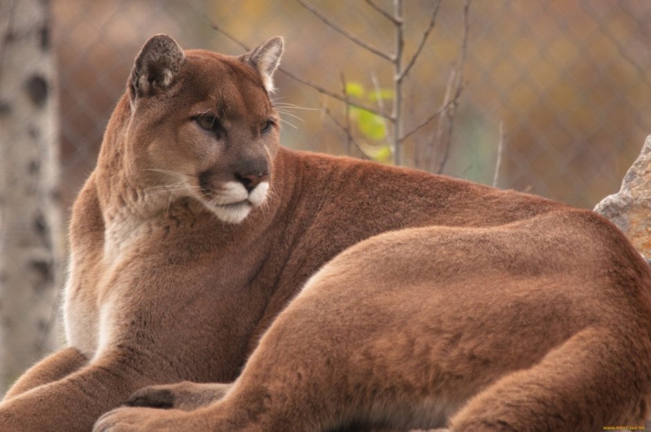 Пум пум пум