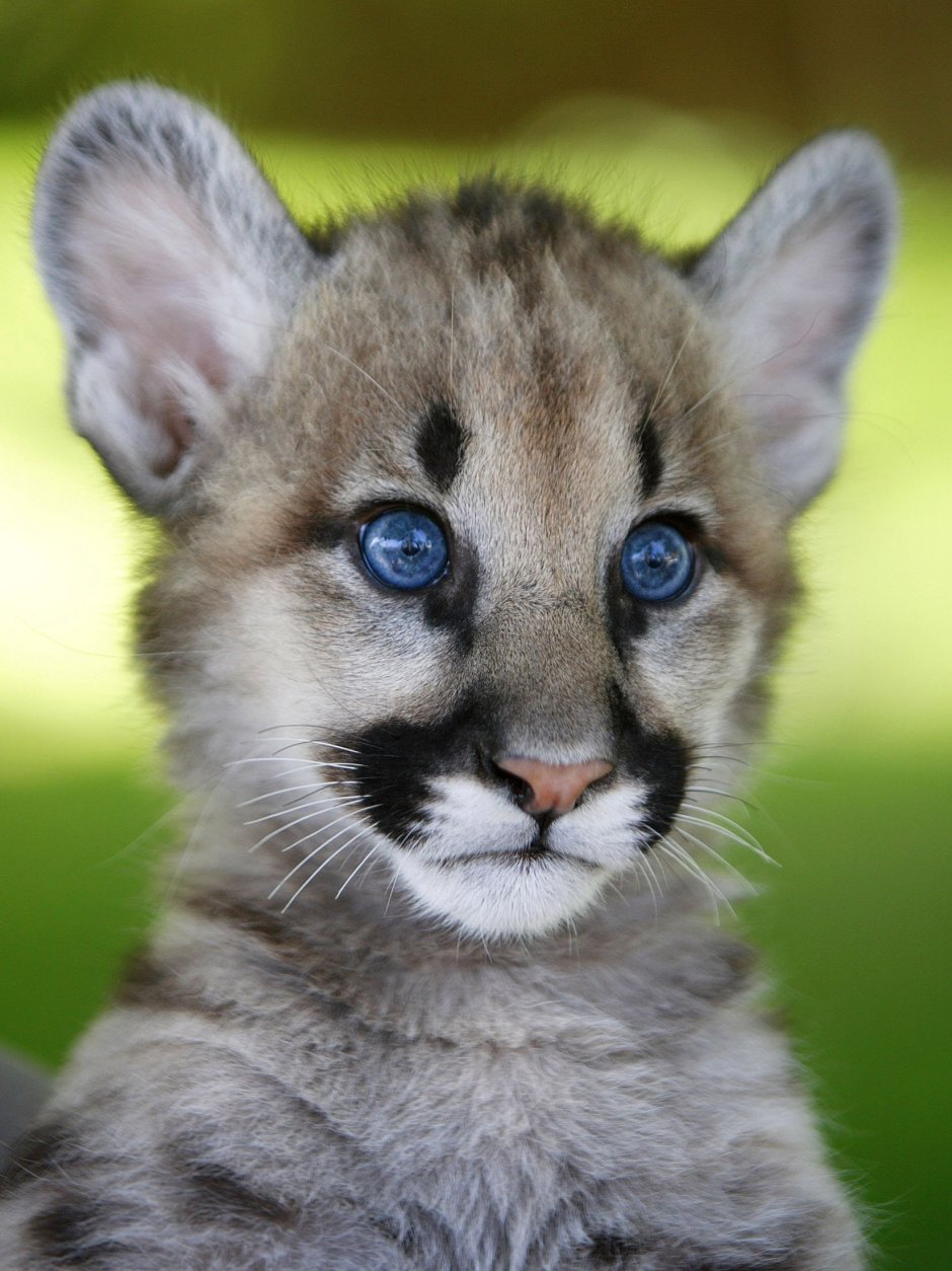 Пума детеныш