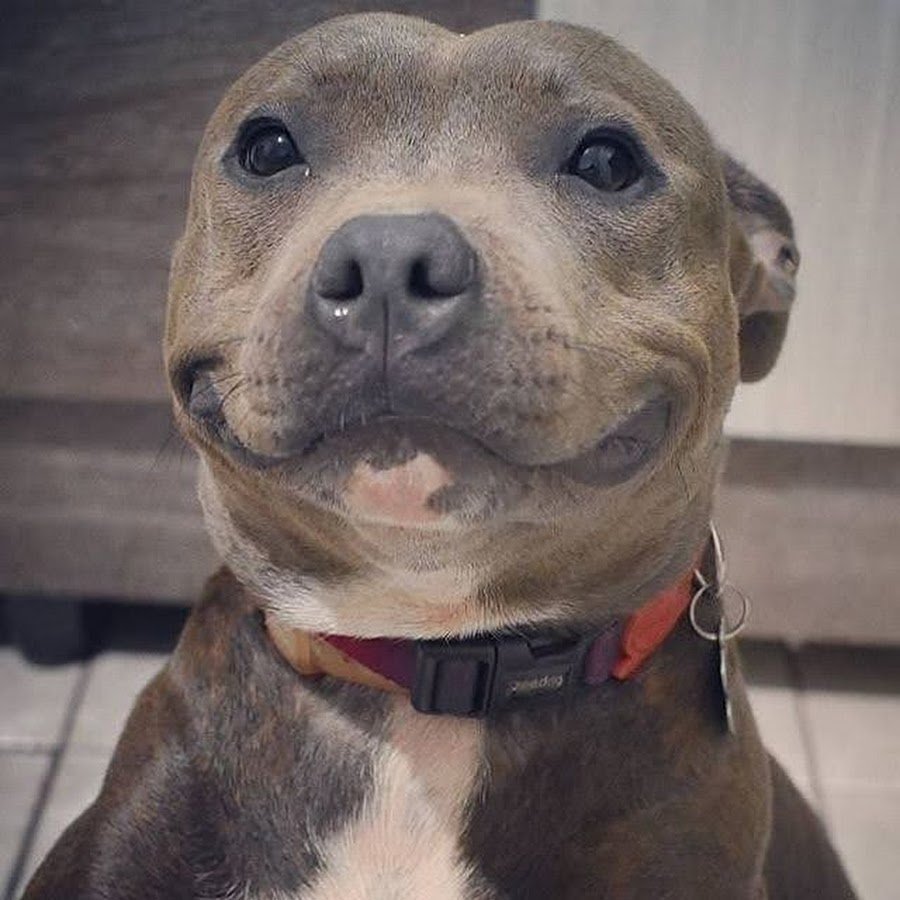 Американский стаффордширский терьер улыбка