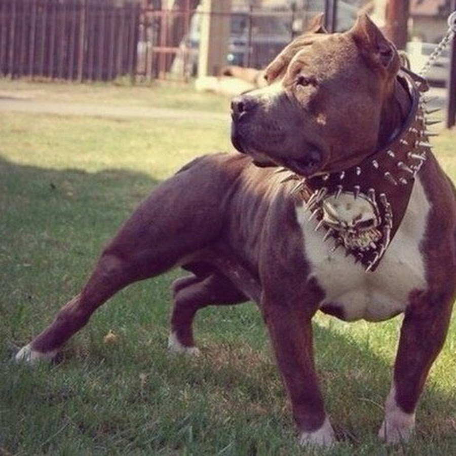 Стаффордширский терьер мощный