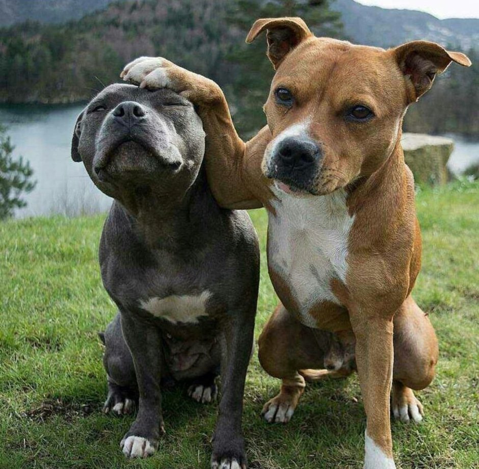 Ирландский стаффордширский терьер