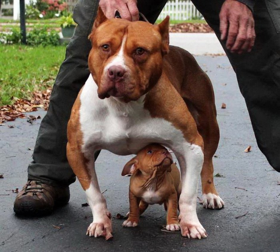 Амстафф и питбуль