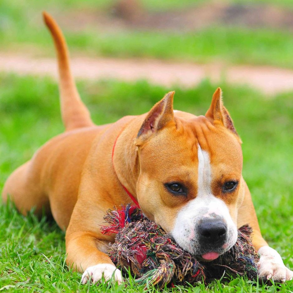 Американский стаффордширский терьер