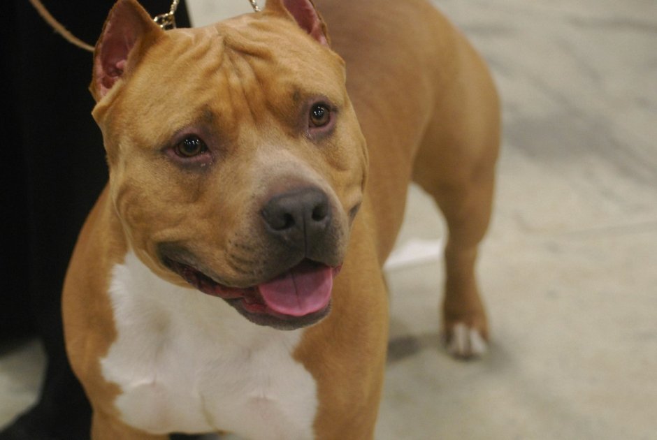 Порода собак стаффорд