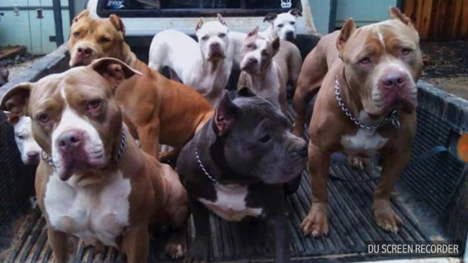 Стая питбулей