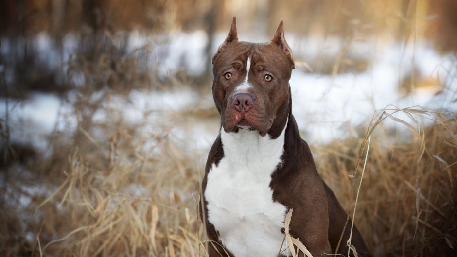 Американский питбультерьер