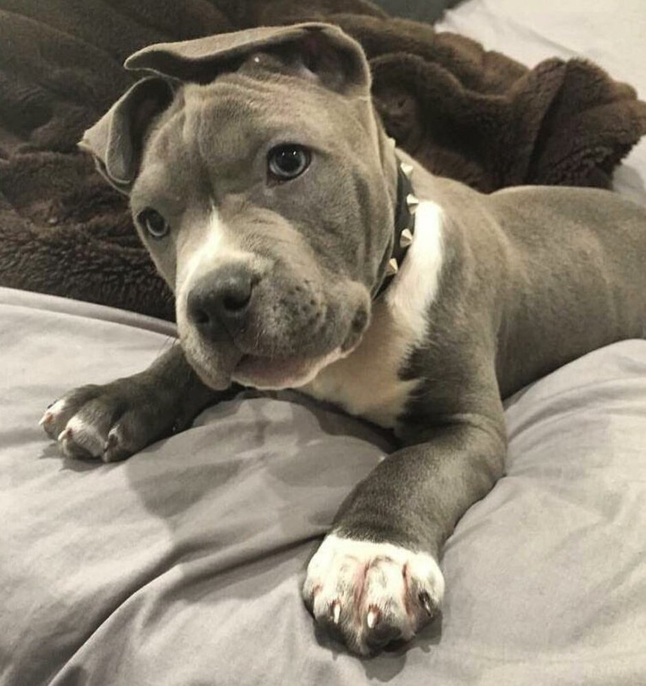 Милая собака питбуль