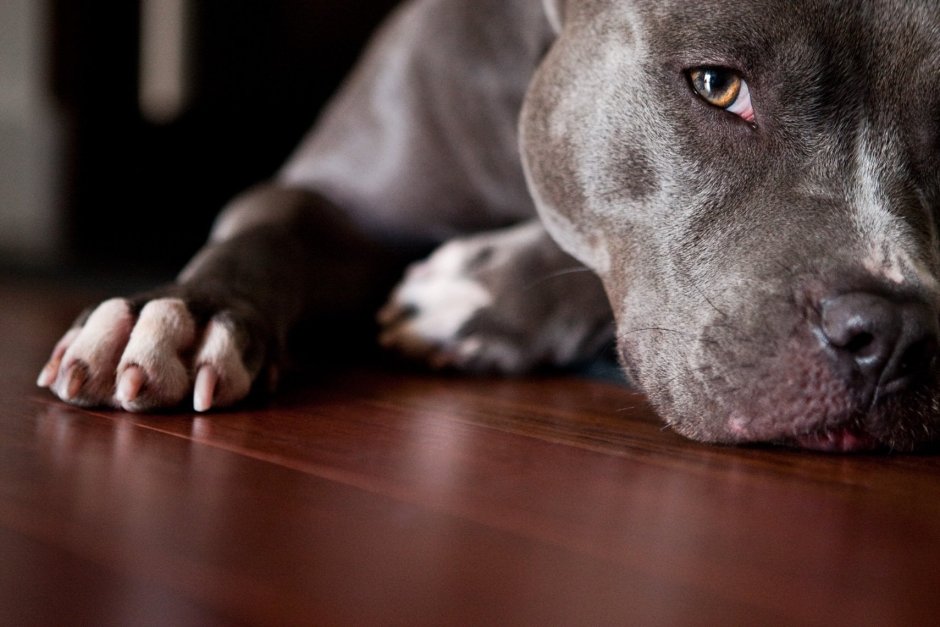 Питбуль скучает