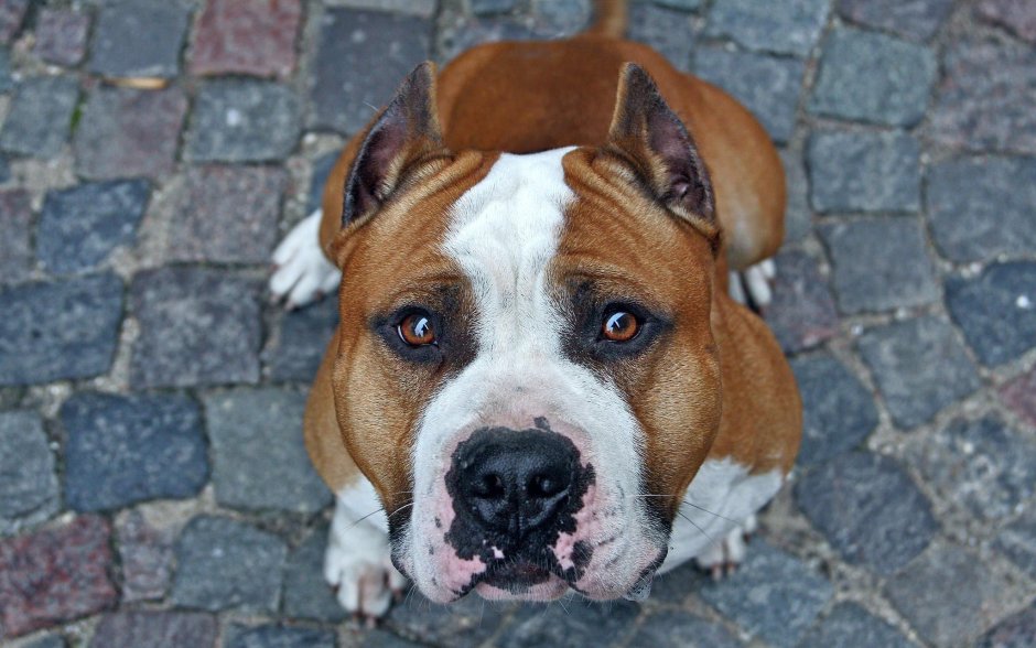 Стэнфордский терьер