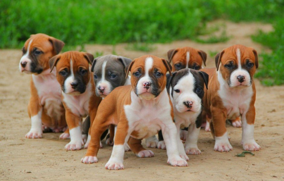 Американский стаффордширский терьер кутенок