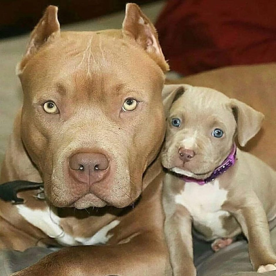 Американский питбуль щенок