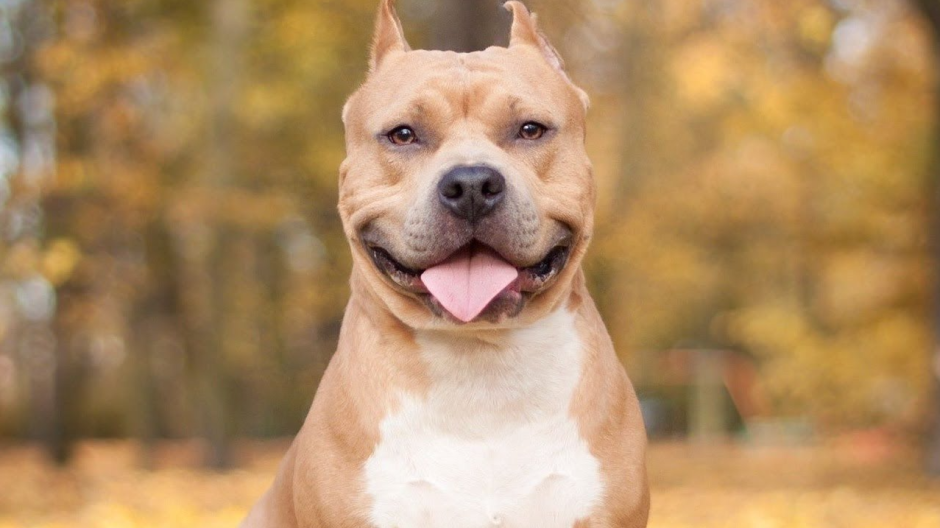 Американский стаффордширский терьер лиловый