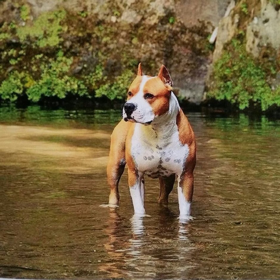 Американский стаффордширский терьер злой