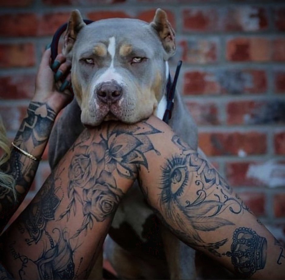 Стафф и питбуль