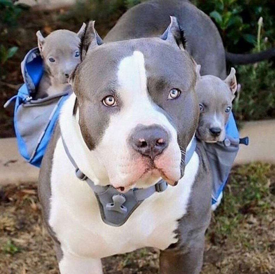 Бультерьер булли