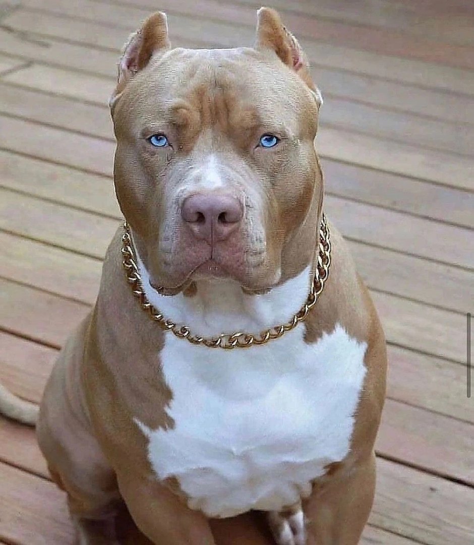 Бойцовская собака амстафф