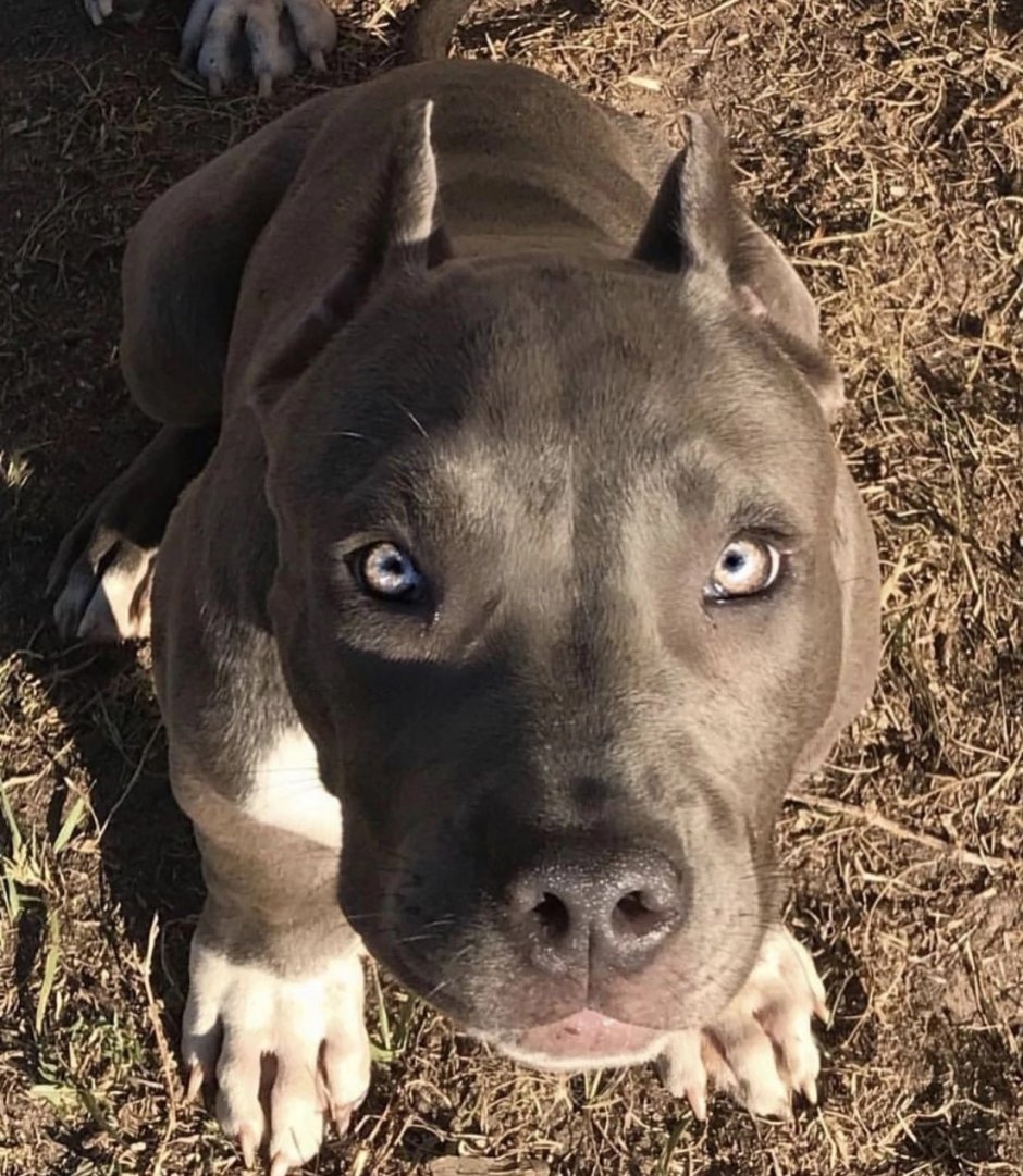 Питбуль самка