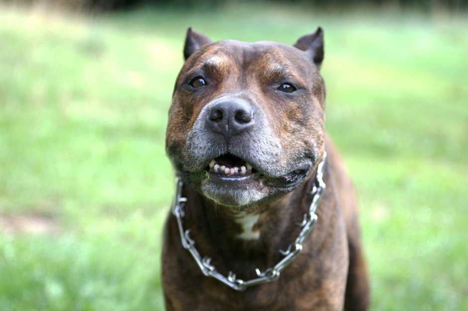 Стаффордширский бультерьер злой