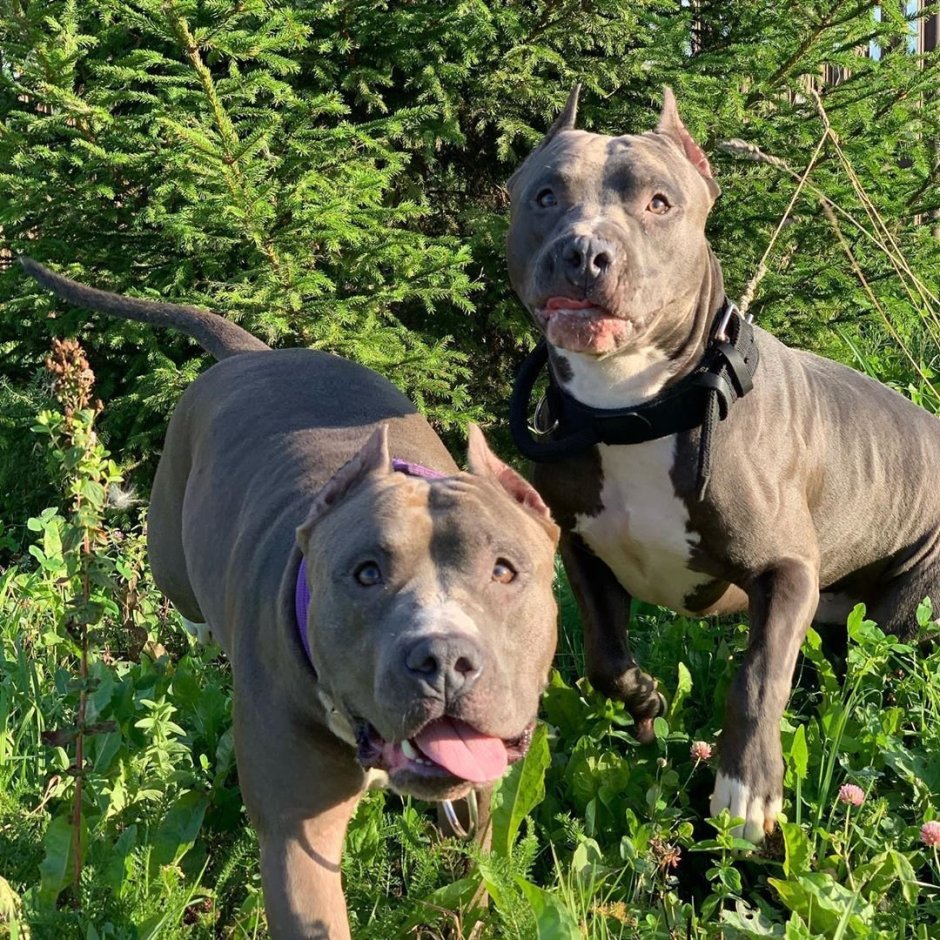 Питбуль амстафф бультерьер