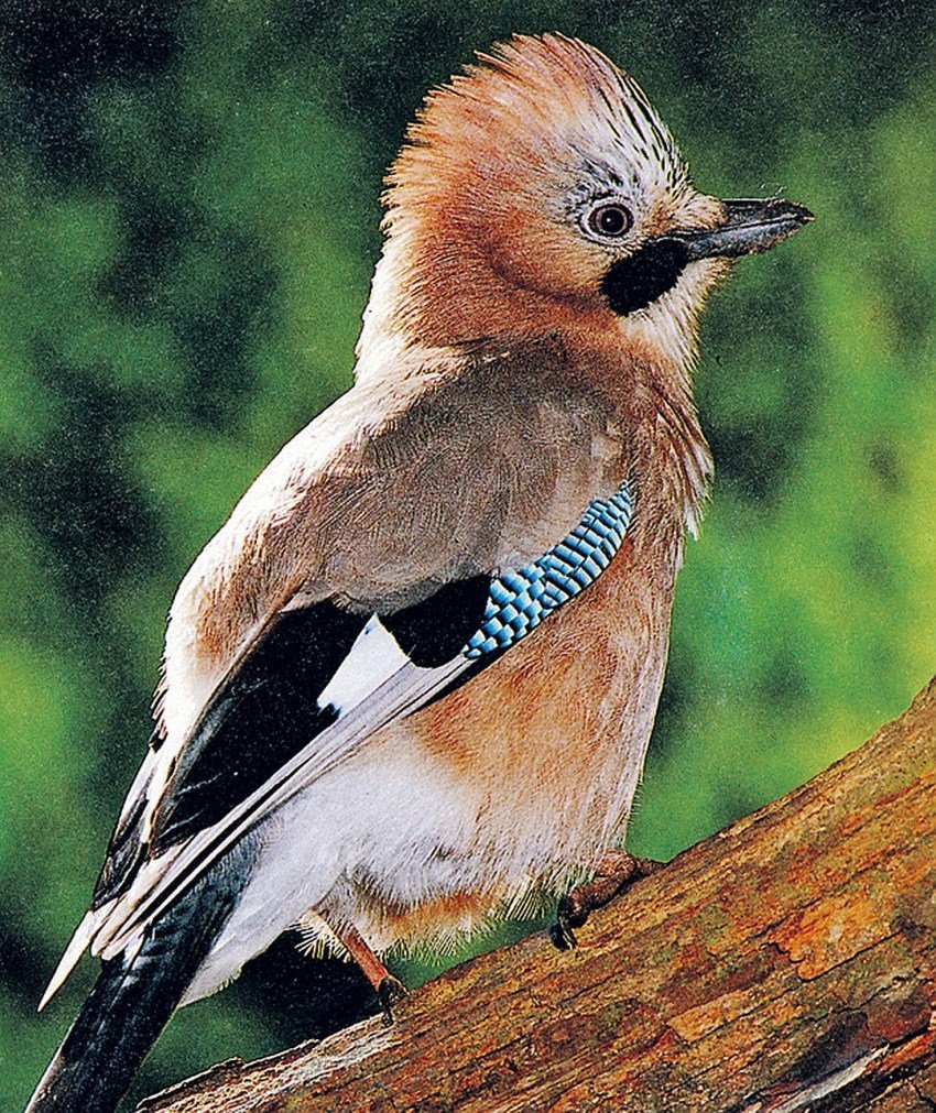 Сойка хохлатая